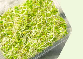 Alfalfa, Your Natural Milk Booster And More!