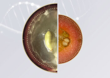 VVIP Care For Your Cells